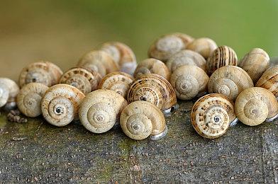 《剑网3》宣布联动《喜羊羊与灰太狼》 儿童节上线